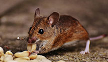 24 Hour & Emergency Exterminators in Boy Lake, MN